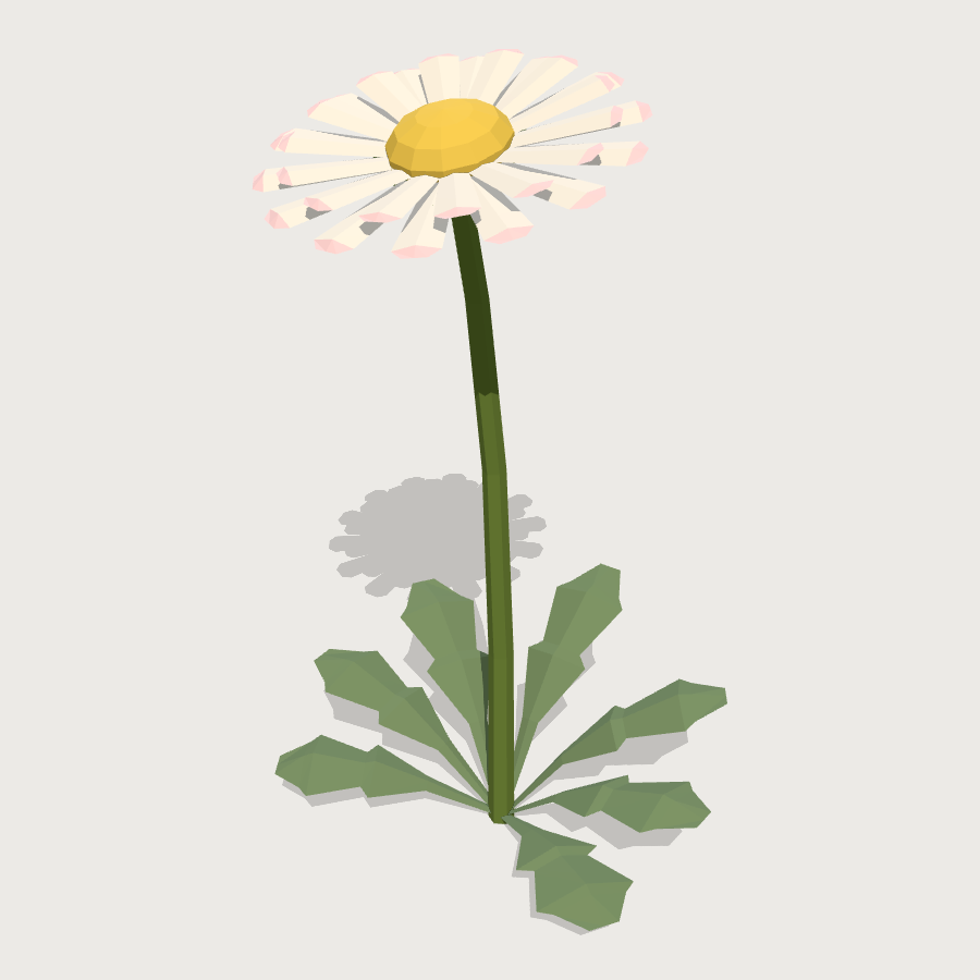 Common Daisy low-poly 3D model
